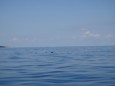 DSC02387